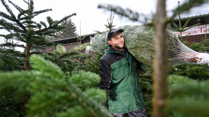 Shocking Video Shows The Dangers Of Not Watering Your Christmas Tree  