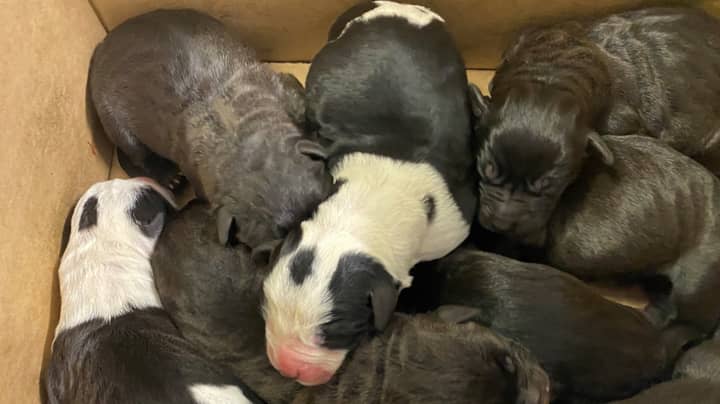 New Zealand Authorities Shocked After Finding Abandoned Box Filled With Puppies