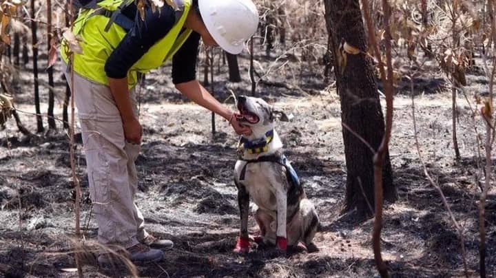 Hero Dog Honoured With Big Award For Helping Find Koalas After 2019-20 Australian Bushfires