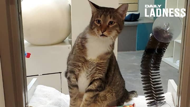 Shelter Puts Cat In Solitary Confinement Because It Keeps Letting Other Cats Out Ladbible