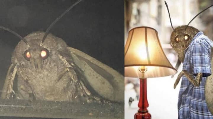Hundreds Of Moth Memes Have Flooded The Internet And There's A Hilarious Reason Why