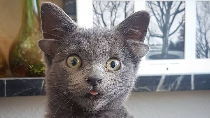Rescue Kitten With Four Ears Finally Finds A Forever Home