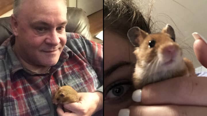 Dad Loses Daughter's Hamster And Sends Her Hilarious Panicked Text Messages 