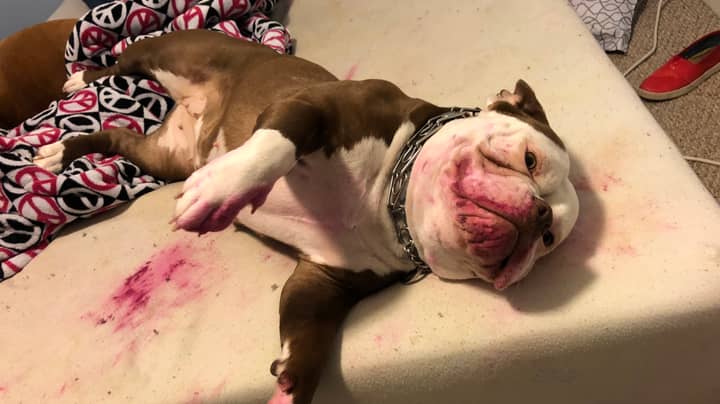 Woman Given 'Fright Of Her Life' After Dog Eats Lipstick And Plays Dead