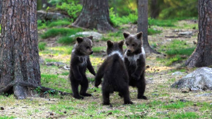 Amateur Photographer Captures Three Bear Cubs 'Dancing' In The Forest