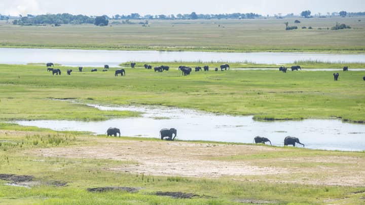 Hundreds Of Elephants Mysteriously Found Dead In Botswana