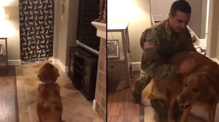 Dog's Reaction To Soldier Owner Coming Home Is Heartwarming