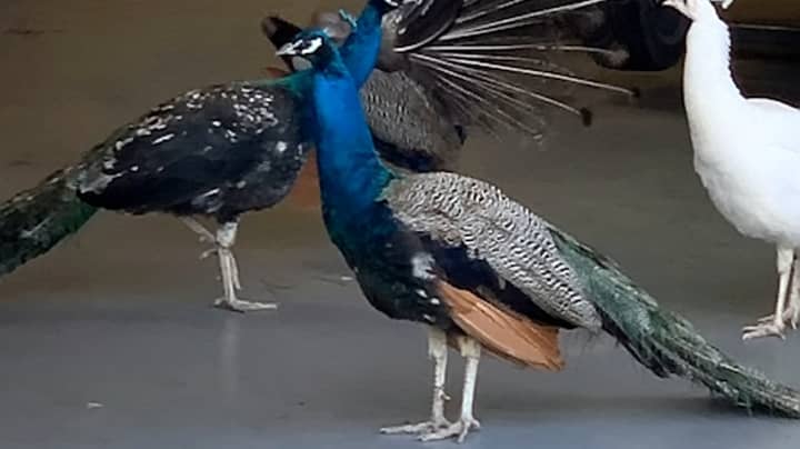 Mechanics Shocked As Peacocks Invade Their MOT Garage 