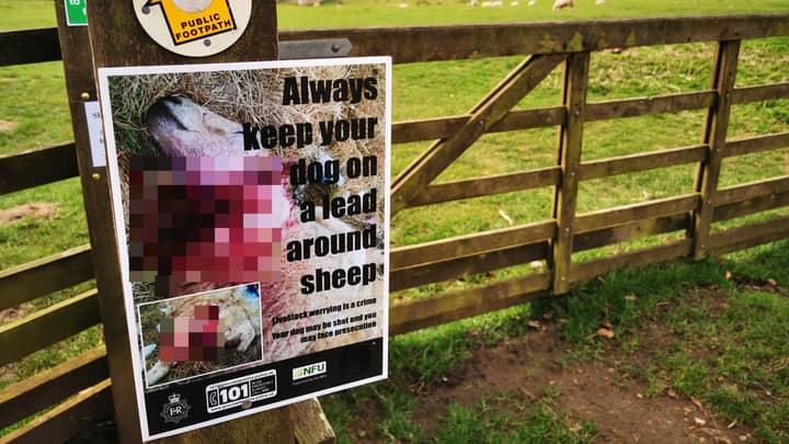 Husky Shot Dead By Farmer After Killing Sheep In Field
