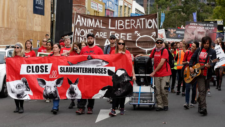 Animal Activists Could Face Big Fines In Victoria Under New Legislation