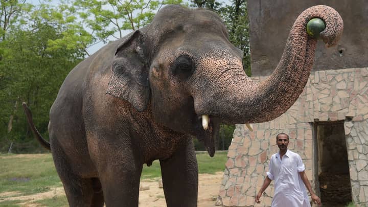 Elephant Kept In Chains For 35 Years Finds New Home In Cambodian Sanctuary