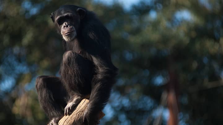 Chimpanzee Meat Is Being Brought Into The UK And Eaten At Weddings, Professor Claims