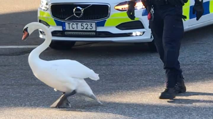 Policeman Chases Swan Through Busy Traffic In Real Life Hot Fuzz