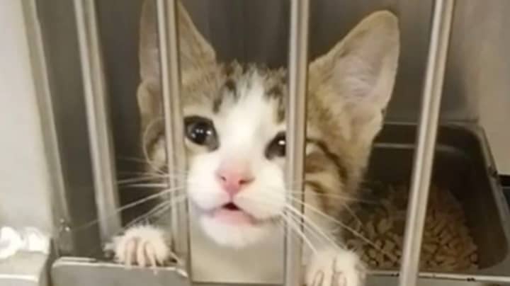 Adorable Shelter Kitten's Loud Mewling Wins Over Woman Who Takes Him Home