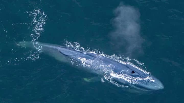 Drone Footage Captures Blue Whales Return To California In Massive Numbers