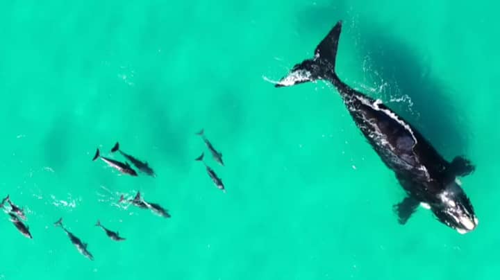 Dolphins Filmed Playing With Whales In Stunning Drone Footage