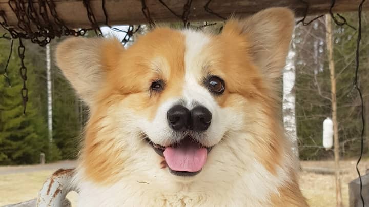 Corgi Born With One Eye And Two Noses Defies Vets' Expectations