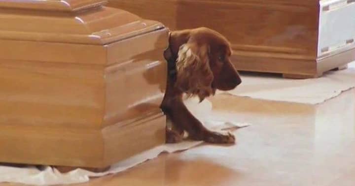 Footage Shows Loyal Dog Refusing To Leave Owner's Coffin After They Die In Italy Earthquake 