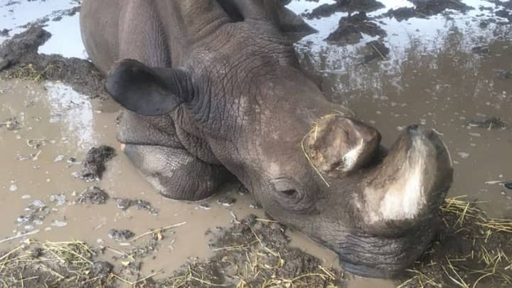 Last Male Northern White Rhino Is On The Mend