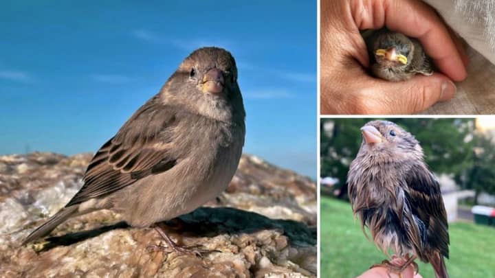 Baby Sparrow Keeps Flying Back To Visit Her Rescuers