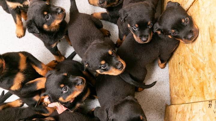 Rottweiler Gives Birth To Whopping Litter Of 16 Puppies 