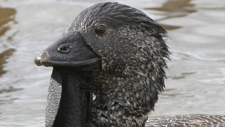 Talking Aussie Duck Learned How To Say ‘You Bloody Fool’ Off Its Owner