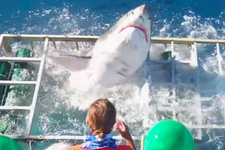Heart-Stopping Moment Shark Manages To Get Inside Cage With Diver