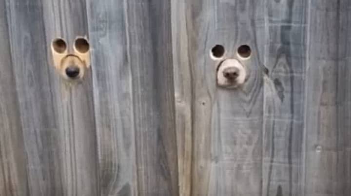 Genius Pet Owner Makes Dog-Sized Holes In Fence 