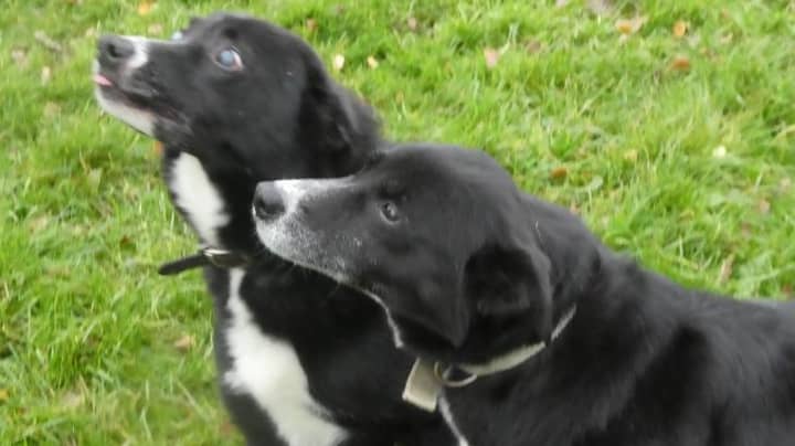 Blind Border Collie And Best Friend Looking For New Home After Owner Dumped Them In Forest