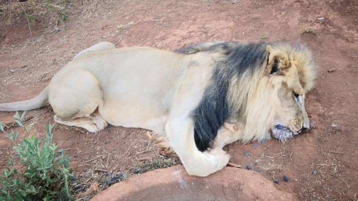 Lion Has Face And Paws Hacked Off By Poachers 