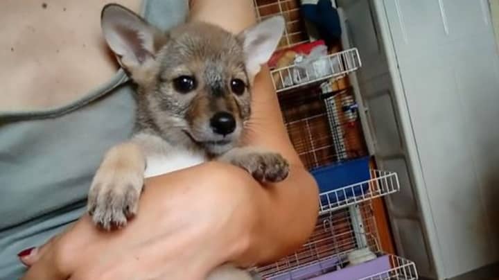 Puppies Dumped In Box Turned Out To Be Wild Baby Jackals