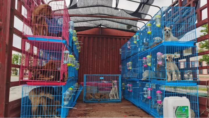 Activists Save 68 Pooches Headed For China’s Annual Dog Meat Eating Festival