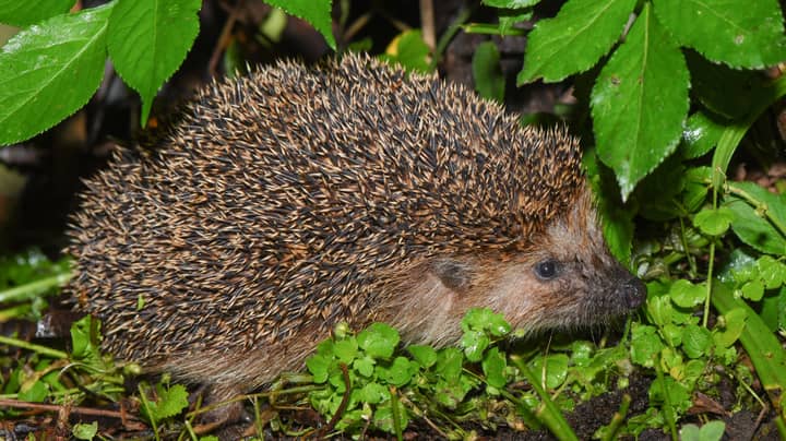 Hedgehog Dies After Thugs Strap A Firework To It And Light It