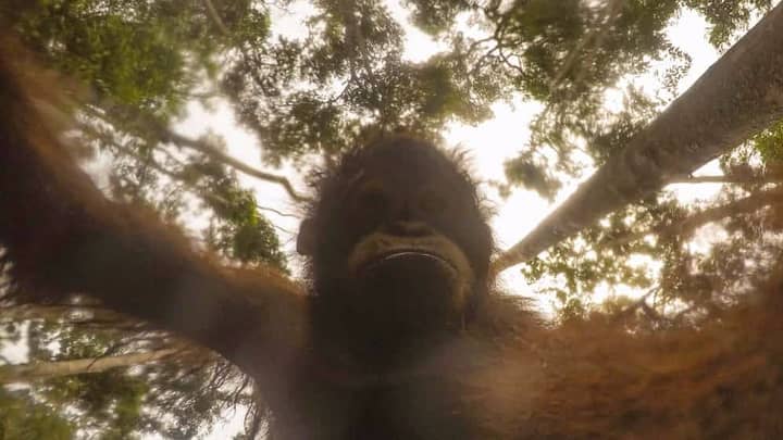 Orangutan Steals Photographer's GoPro, Takes Hundreds Of Selfies