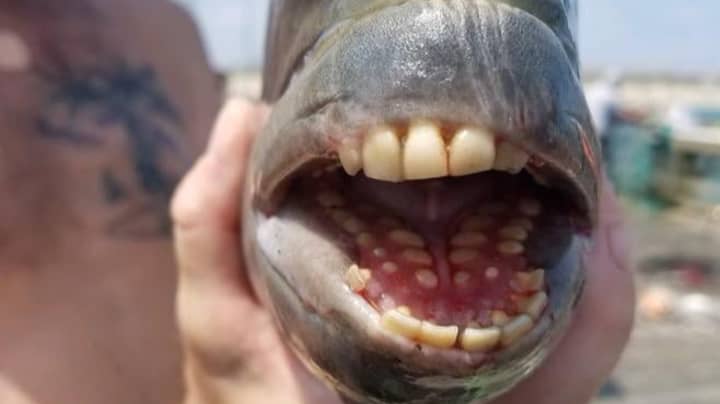 ​‘Terrifying’ Fish With ‘Human Teeth’ Baffles Social Media Users