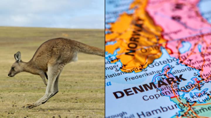 Kangaroo On The Run In Denmark