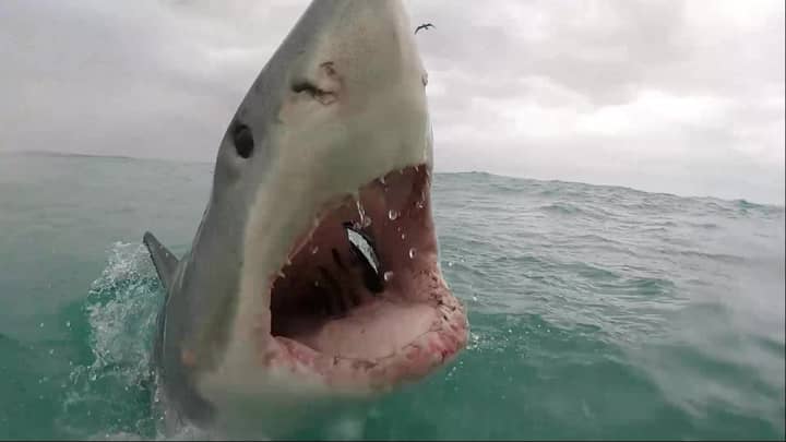 Great White Shark Leaps Out Of Water And Bares Teeth At Boat In Real-Life Jaws Moment
