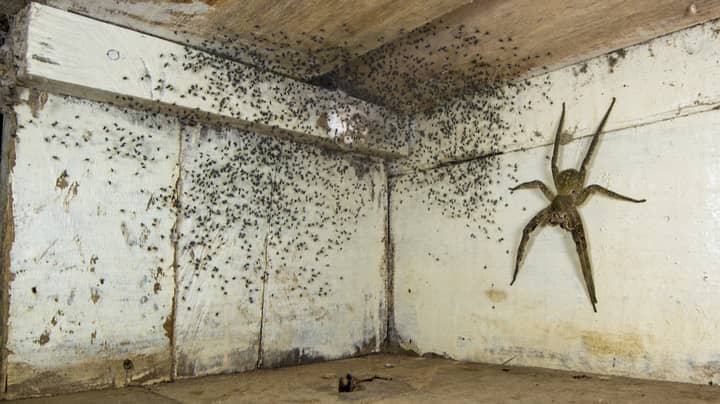 Man Finds Spider The Size Of His Hand Breeding Under His Bed