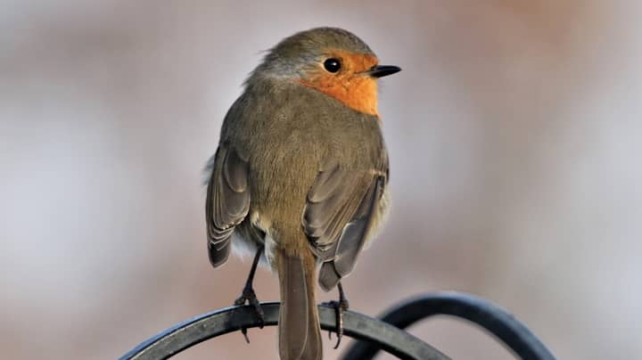 'Beautiful Little' Bird Dies After Being Stuck In A Glue Trap