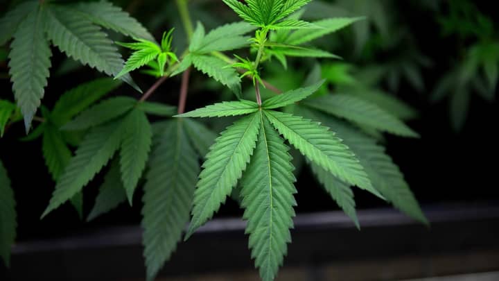 Newly Discovered Cannaboid Could Be Stronger Than THC
