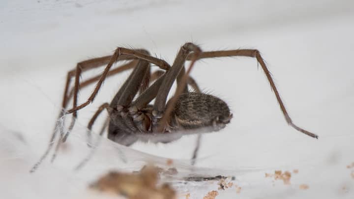 Sex-Crazed 'Hand-Sized' Giant Spiders Invade UK Homes