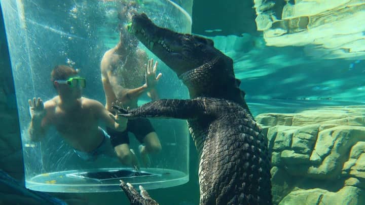 Darwin's Cage Of Death Let's You Get Face To Face With A Crocodile