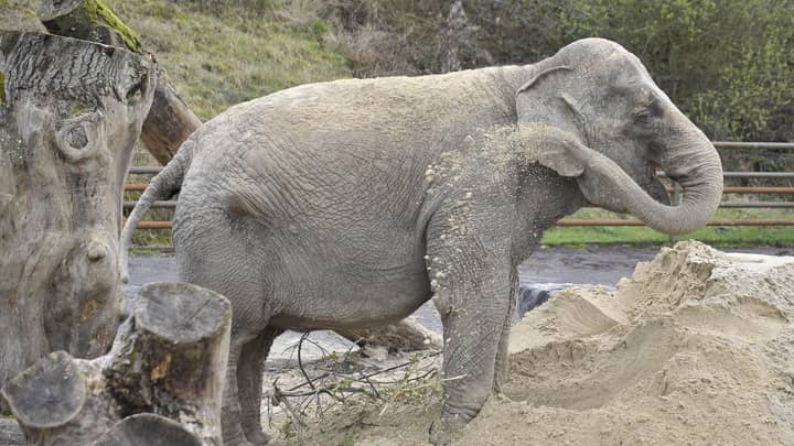 Charities Say 'Britain's Loneliest Elephant' Needs To Be With Other Elephants 