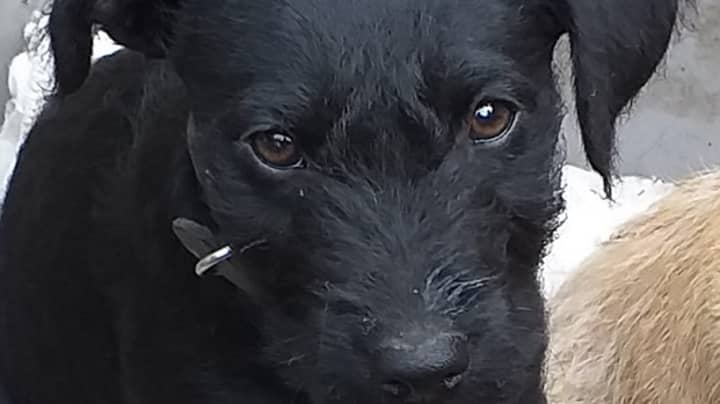 Woman Calls For Action After Puppy Dies 'From Fright Caused By Fireworks' 
