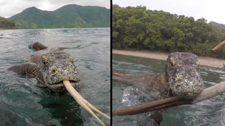 Photographer Fends Off Komodo Dragon From His Boat With Just A Pair Of Sticks