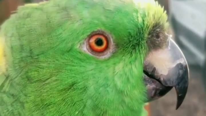 Parrot Mimics Human Laughter And Sounds Like It's Absolutely Cracking Up