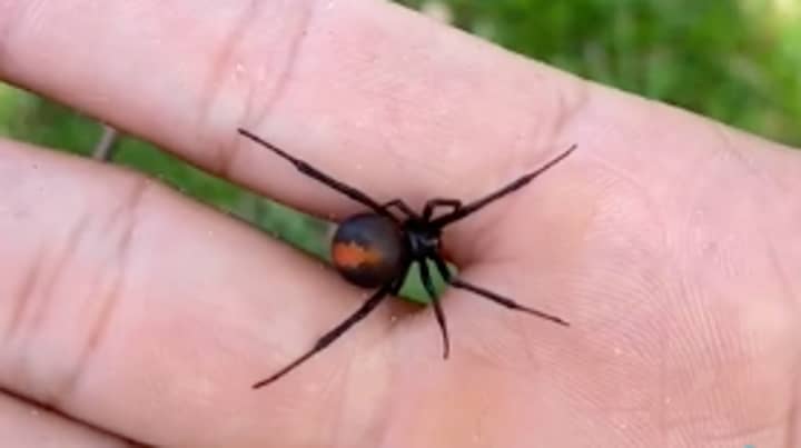 TikTok User Casually Allows 'Redback Spider' To Crawl Up His Arm