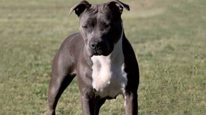 Aussies Hit Back At Calls To Ban Staffies From The