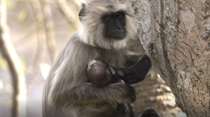 Grieving Mother Monkey Carries Stillborn Baby For 10 Days