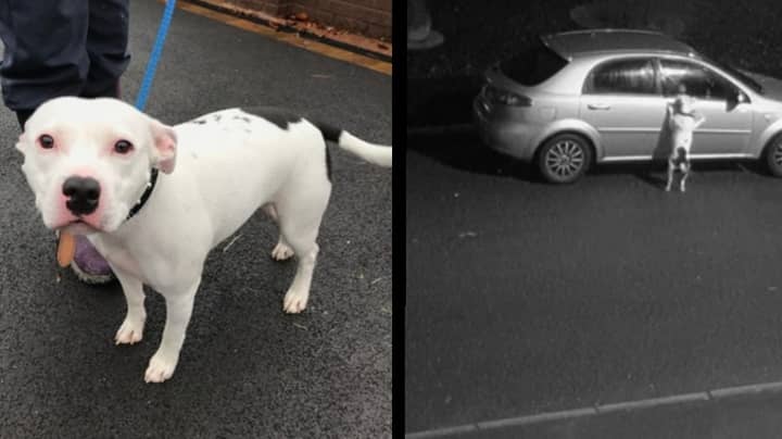 Horrific CCTV Footage Shows Dog Being Abandoned At Side Of Road